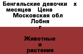 Бенгальские девочки 3-х месяцев › Цена ­ 5 000 - Московская обл., Лобня г. Животные и растения » Кошки   . Московская обл.,Лобня г.